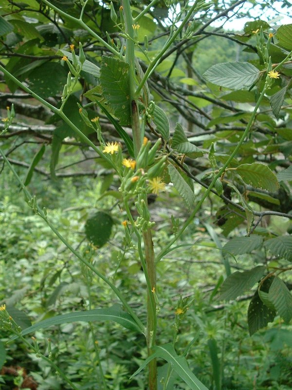 Lactuca virosa (латук ядовитый)