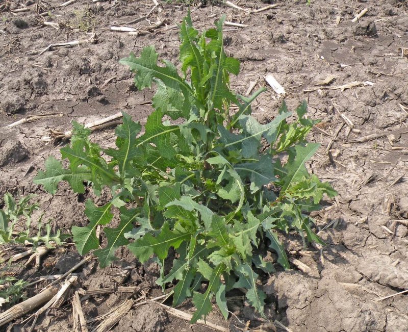 Латук Компасный (Lactuca serriola)