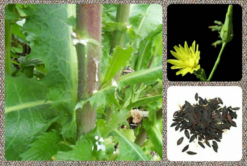 Lactuca virosa (латук ядовитый)