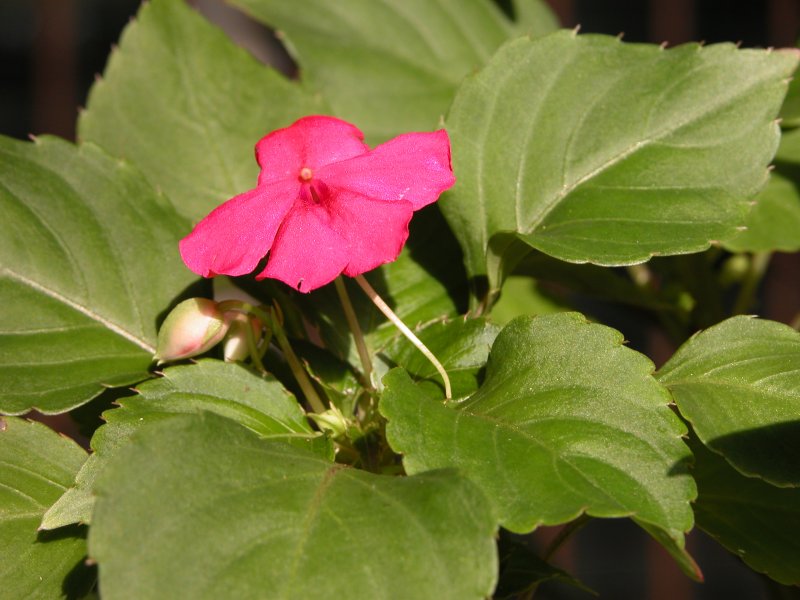 Бальзамин ползучий Impatiens repens