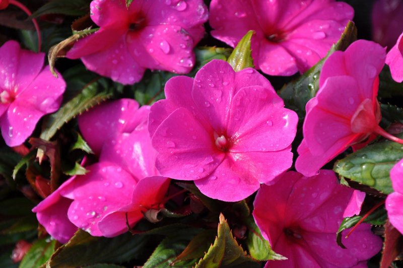 Бальзамин Петерса (Impatiens petersiana)