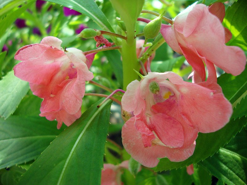 Бальзамин Impatiens