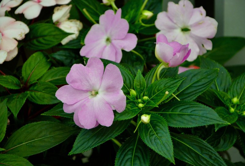 Бальзамин Impatiens