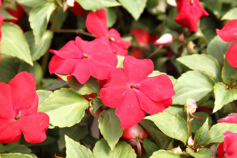 Бальзамин Impatiens