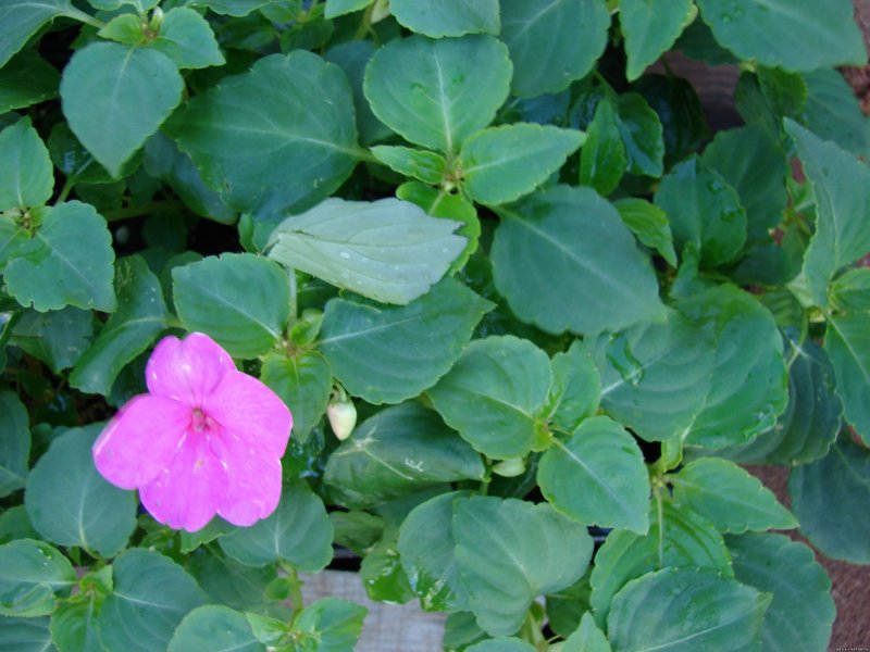 Impatiens walleriana Hook.f.