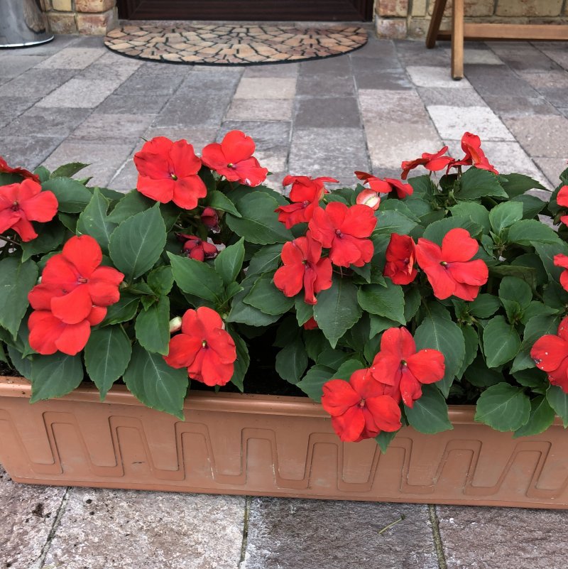 Бальзамин Impatiens