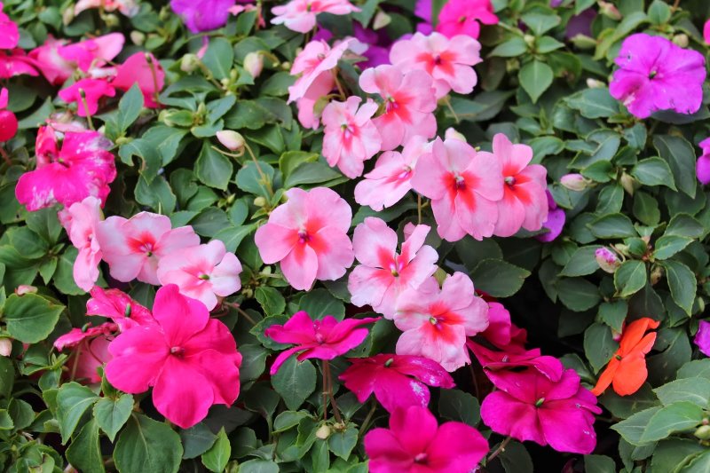Бальзамин садовый - Impatiens balsamina