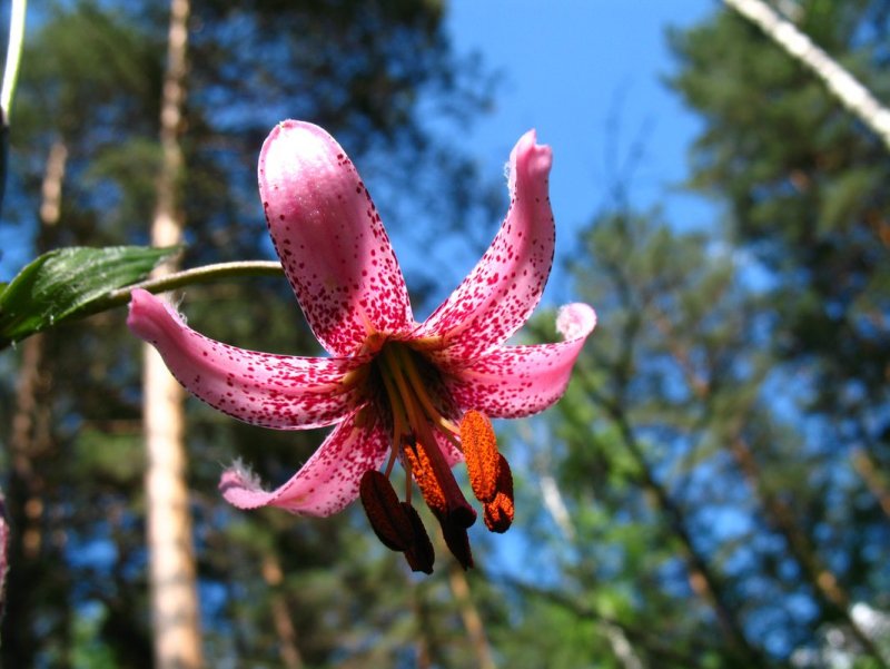 Лилия кудреватая (Lilium martagon)
