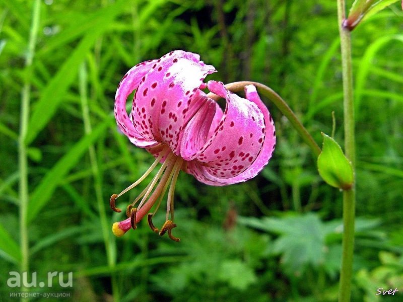 Лилия кудреватая саранка