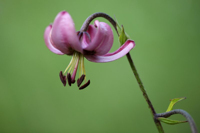 Лилия Кавказская Lilium martagon