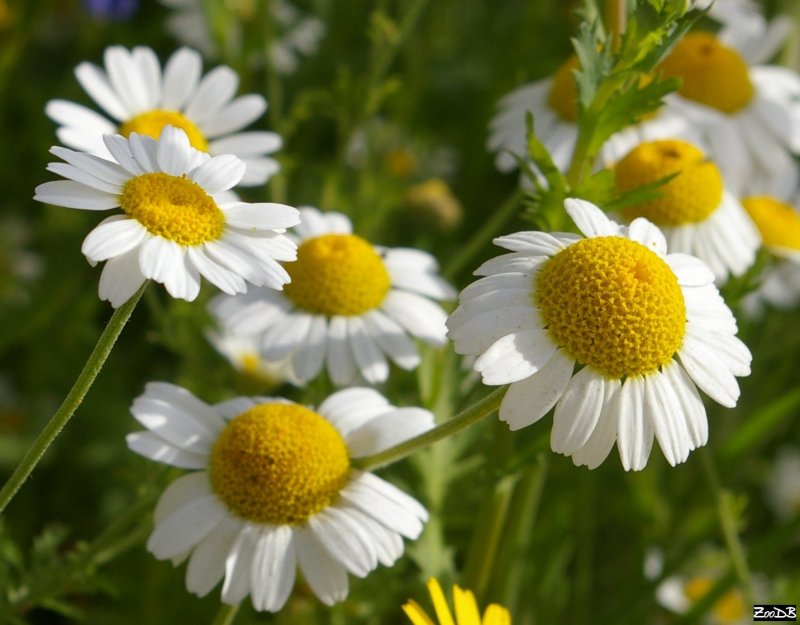 Ромашка (Matricaria Chamomilla l.)