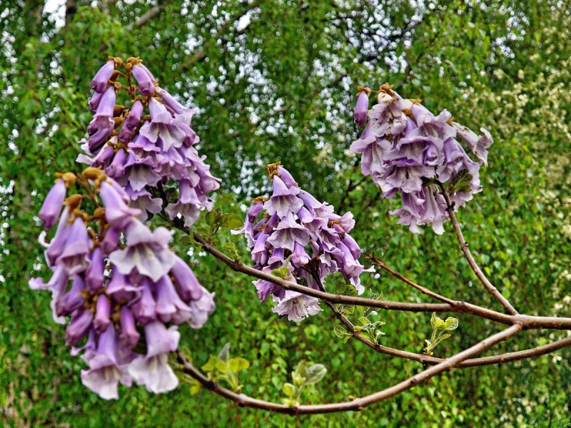 Paulownia kawakamii