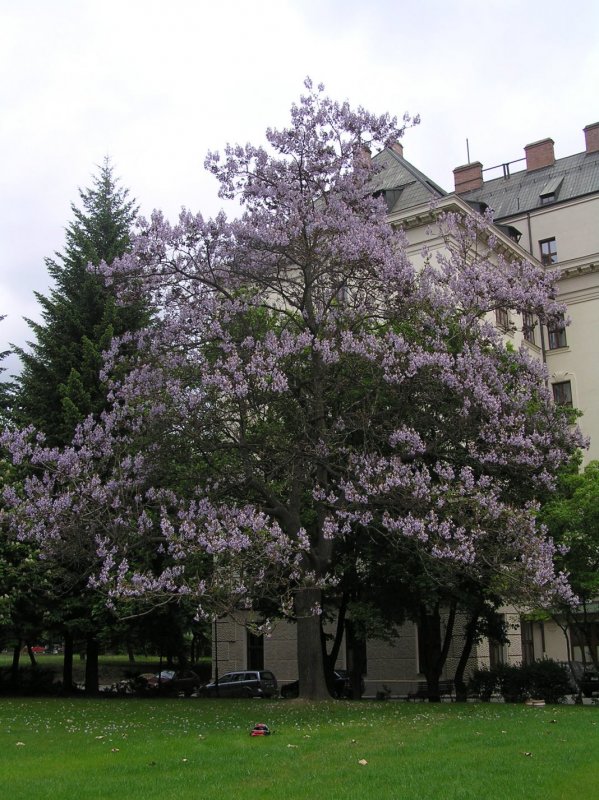 Павловния дерево