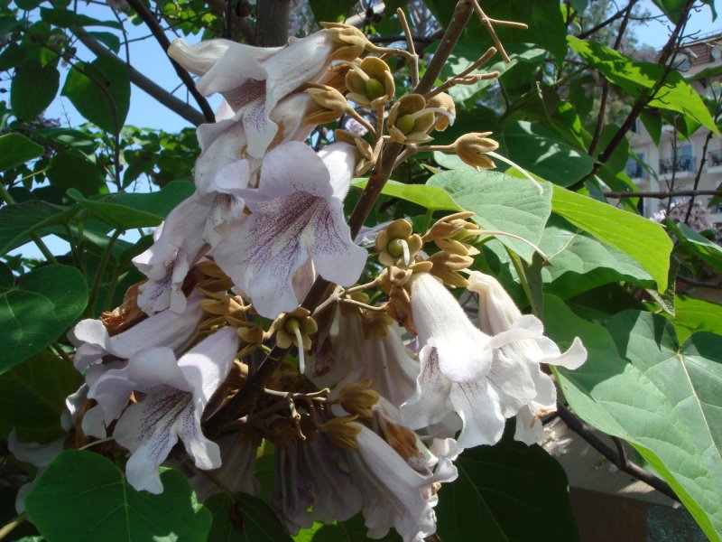 Войлочная (Paulownia tomentosa)