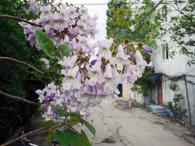 Павловния биология