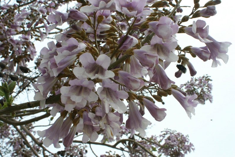 Цветок Paulownia Imperialis