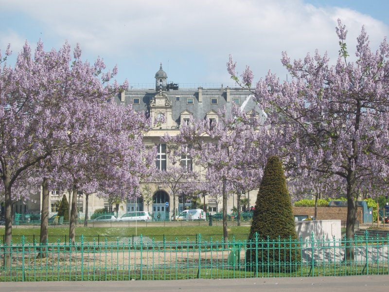 Paulownia tomentosa в Париже