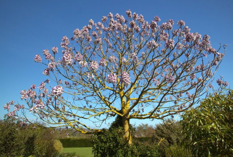 Павловния войлочная Paulownia tomentosa