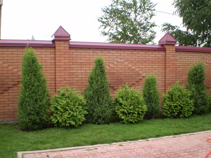 Туи вдоль забора (103 фото)