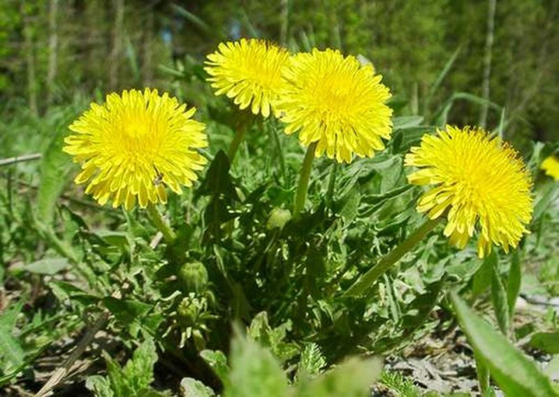 Одуванчик (Taraxacum)