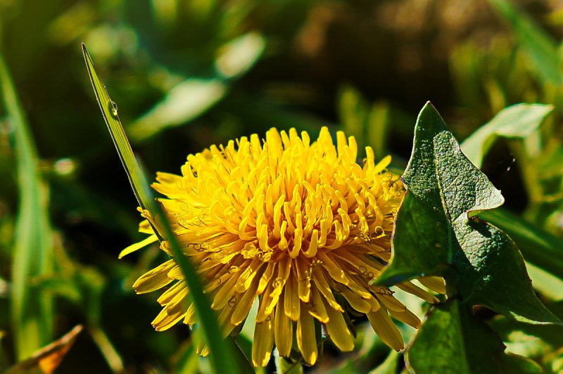 Одуванчик (Taraxacum)