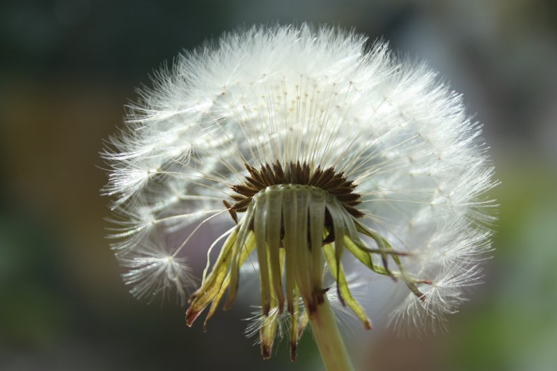 Dandelion растение
