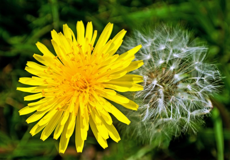 Одуванчик (Taraxacum)