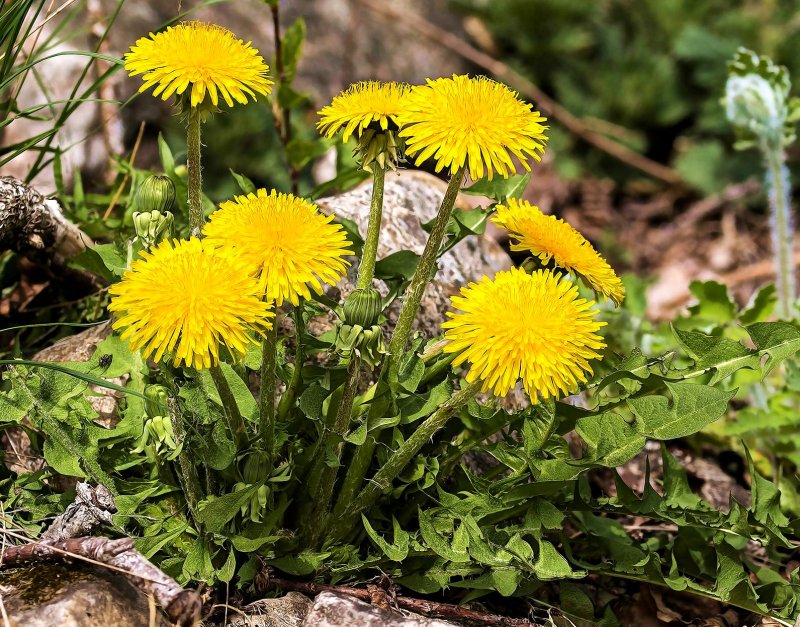 Одуванчик (Taraxacum)