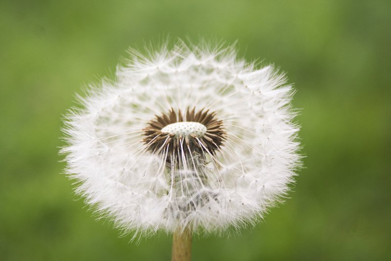 Taraxacum hollandicum