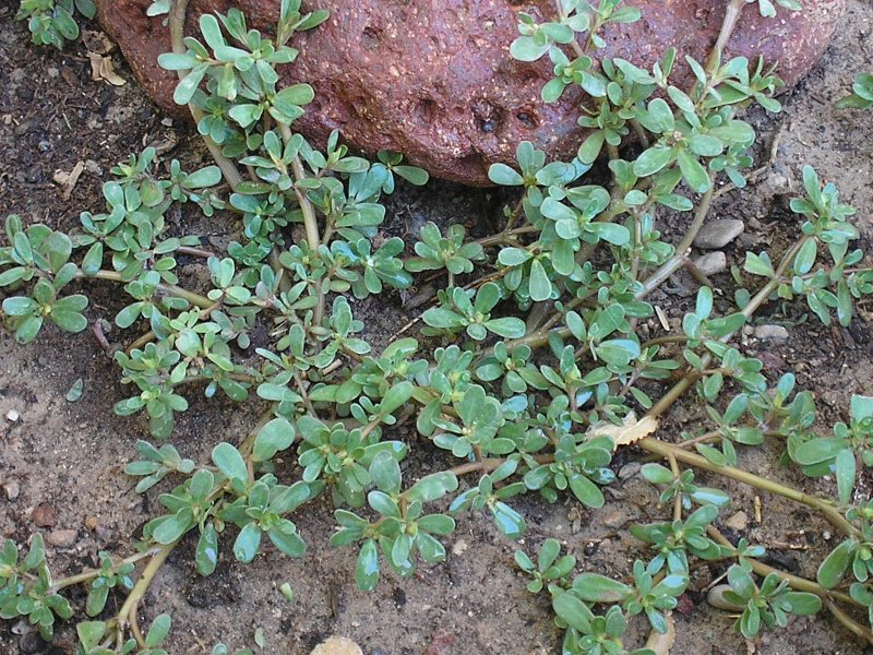 Portulaca werdermannii
