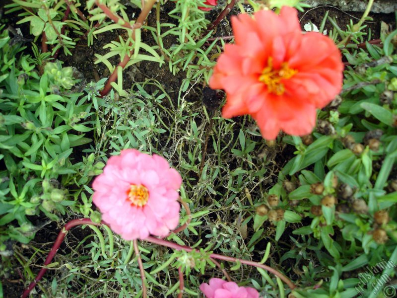 Portulaca oleracea
