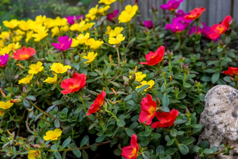 Portulaca werdermannii