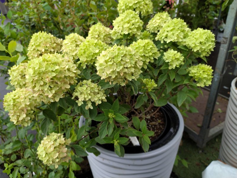Гортензия метельчатая (Hydrangea paniculata Samarskya Lydia) p8 хит