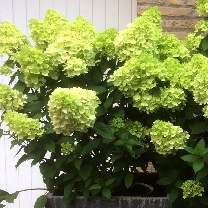 Hydrangea Pan. Framboisine / Rensam! Гортензия