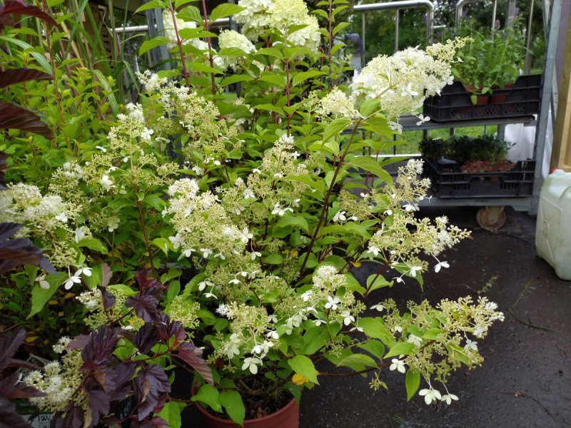 Гортензия метельчатая "Самарская Лидия" (Hydrangea paniculata)
