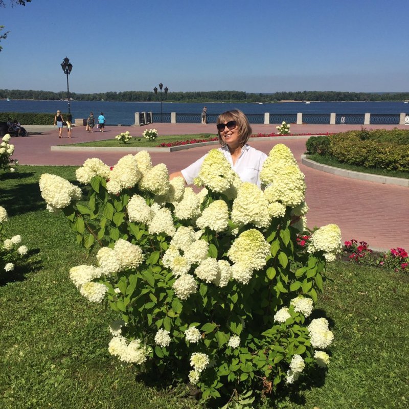 Гортензия метельчатая (Hydrangea paniculata `Samarskya Lydia`)