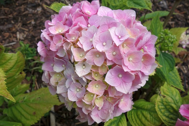 Hydrangea macrophylla White in Red описание
