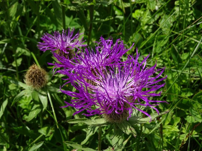 Василёк Луговой Centaurea jacea