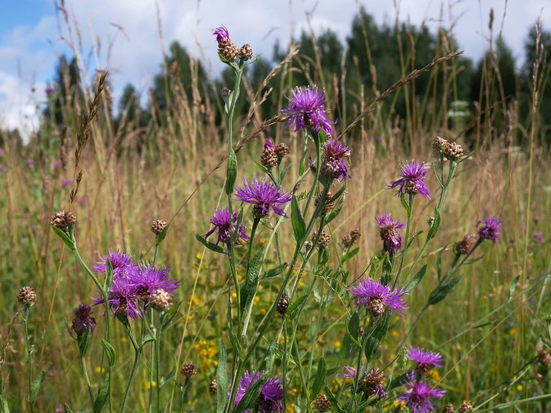 Василек (Centaurea cyanus) парк Коломенское