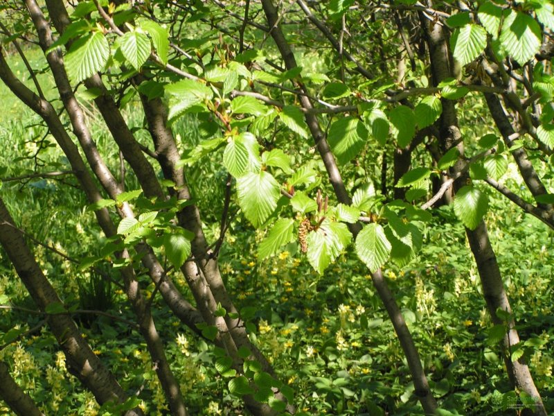 Alnus glutinosa 'Luszyn'