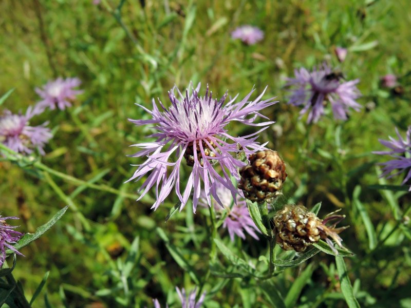 Василек синий Василек Лазоревый (Centaurea cyanus l.)