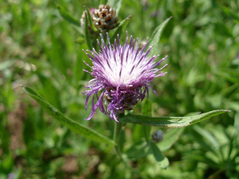 Василек Луговой Centaurea jacea l