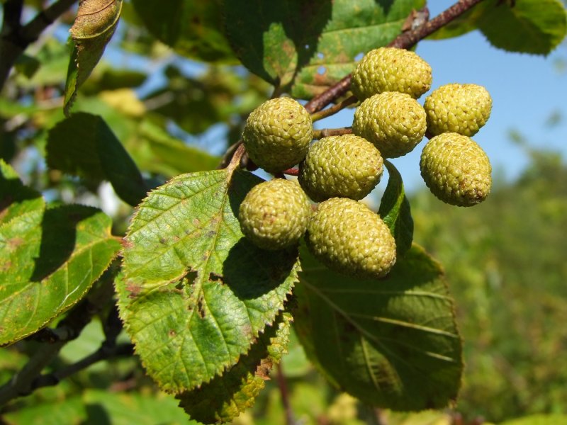 Ольха черная (Alnus glutinosa)