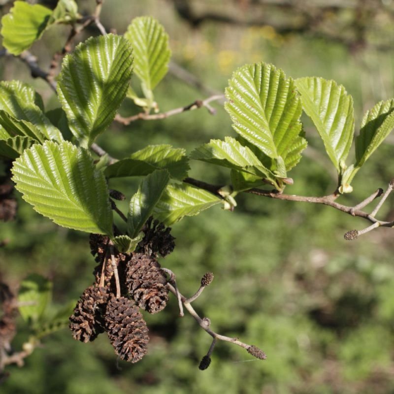Ольха черная (Alnus glutinosa)