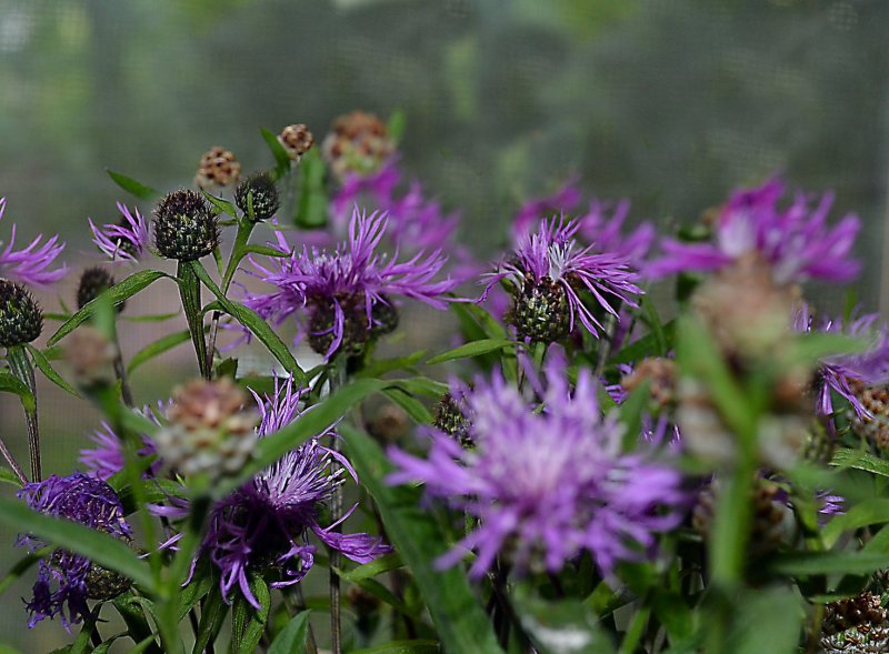 Василёк Луговой (лат. Centaurea jacea)