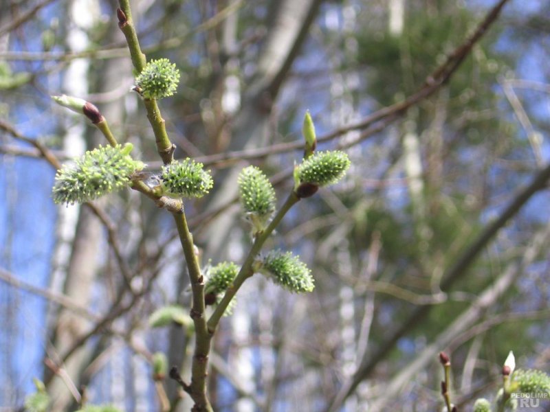 Ольха серая Alnus incana