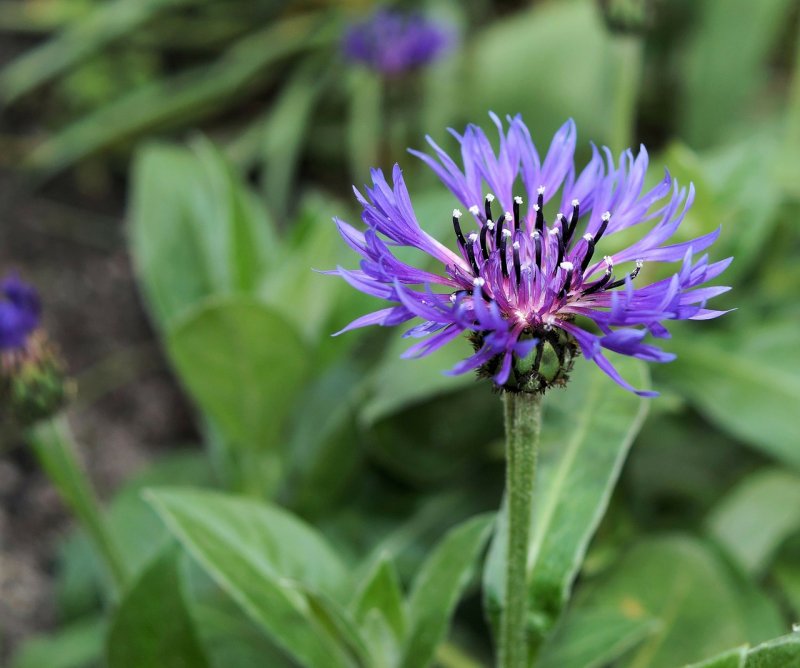 Centaurea paniculata