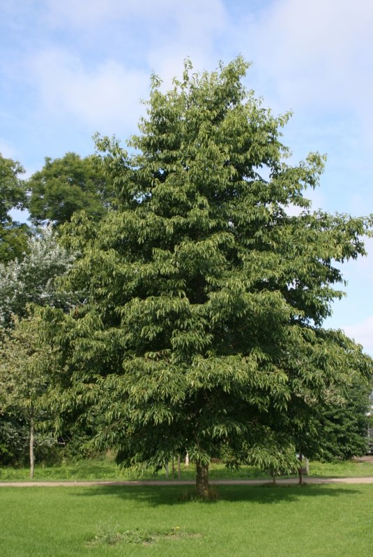 Ольха черная (Alnus glutinosa)