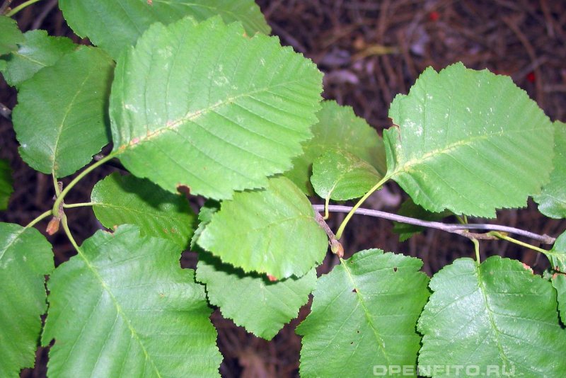 Ольха серая Лациниата (Alnus incana laciniata)