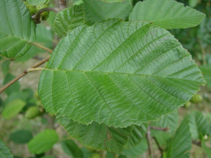 Ольха черная (Alnus glutinosa)